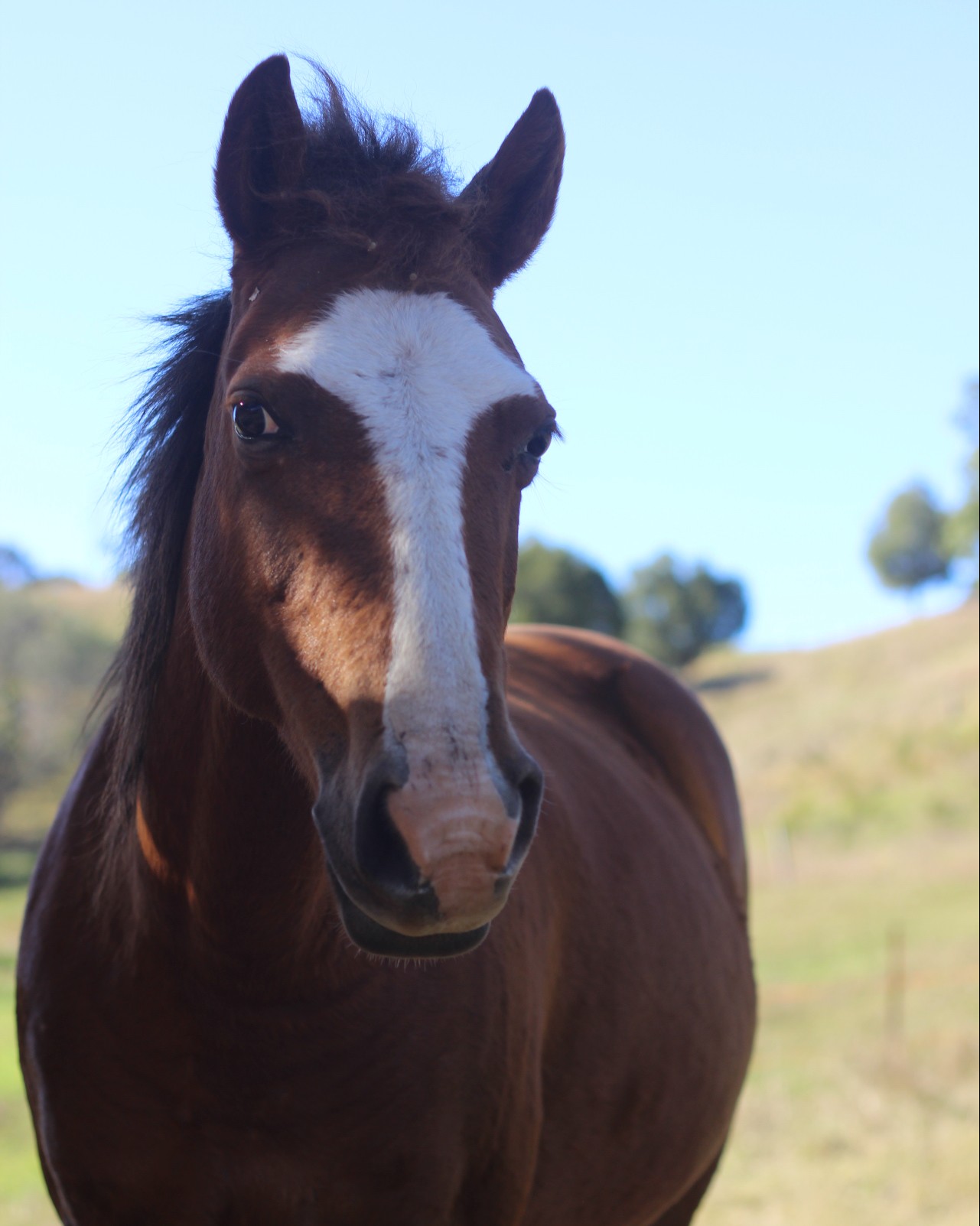 A Horsey Glossary - Kiah Park Horse Riding Camp