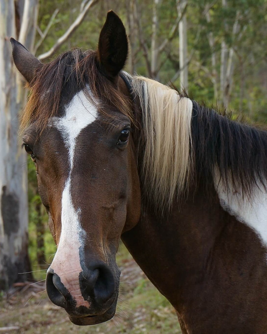 Meet Our Horses - Kiah Park Horse Riding Camp